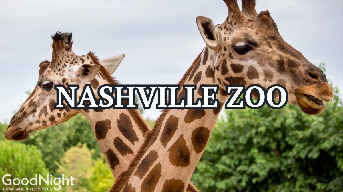 This image features giraffes surrounded by lush greenery, evoking the experience of a visit to the Nashville Zoo. Children and families can be seen observing and interacting with the animals in a joyful, educational setting.